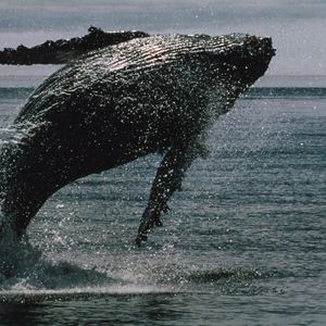 XRP Hits 12-Year Milestone With Over 2,700 Whales, Holding Over 1M XRP, Onchain Data Show